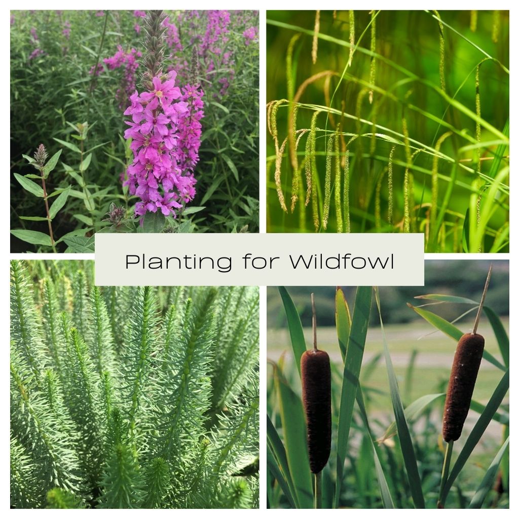 Planting for Wildfowl Collection