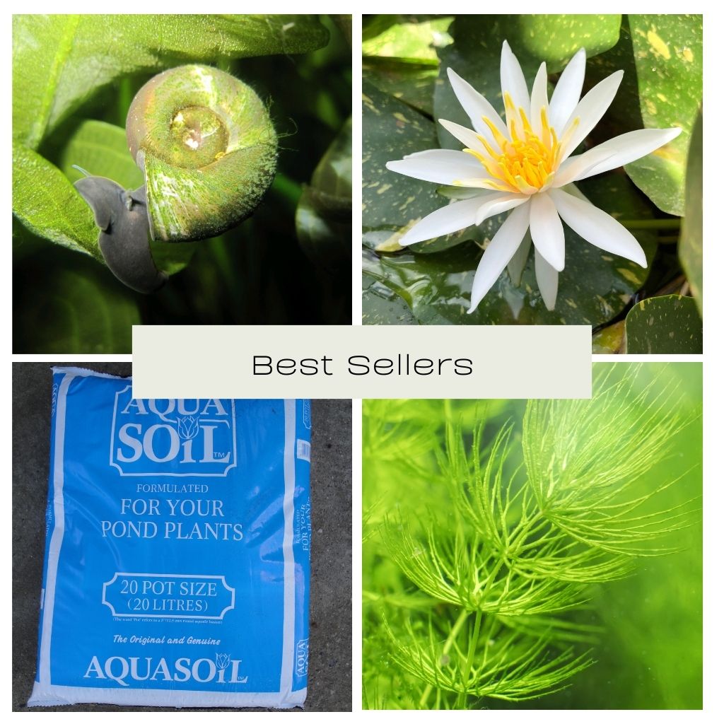 Best Sellers Collection - Plants for Ponds
