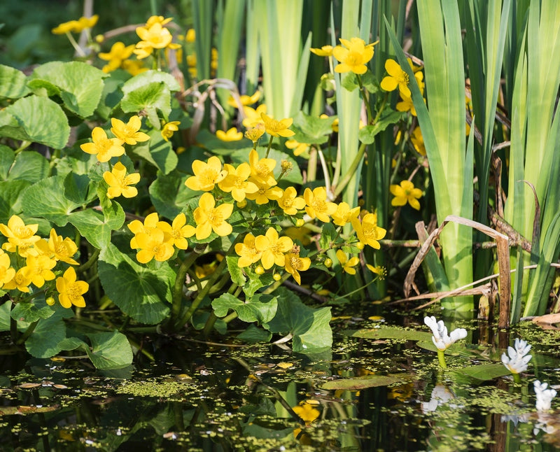 Best Sellers Collection - Plants for Ponds