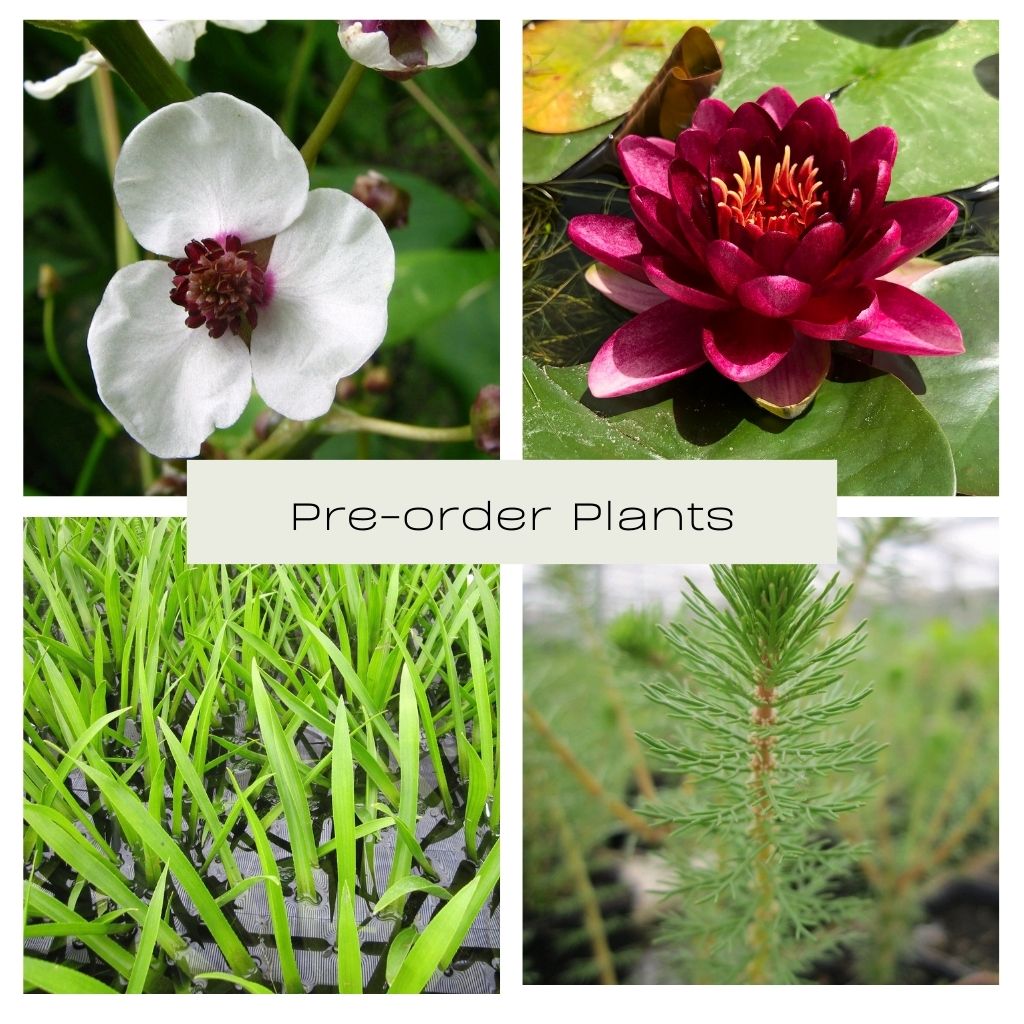 Pre-order Plant Collection - Plants for Ponds