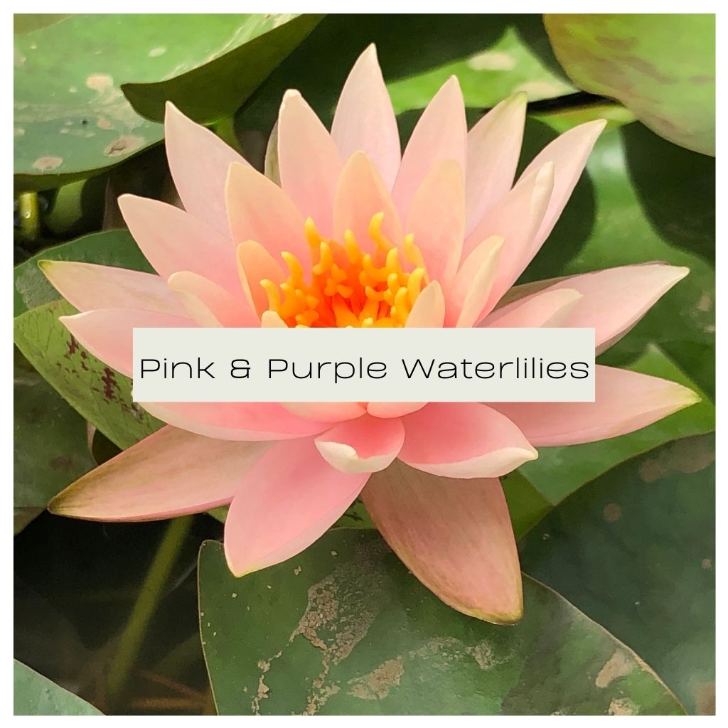Pink & Purple Waterlily Collection - Plants for Ponds