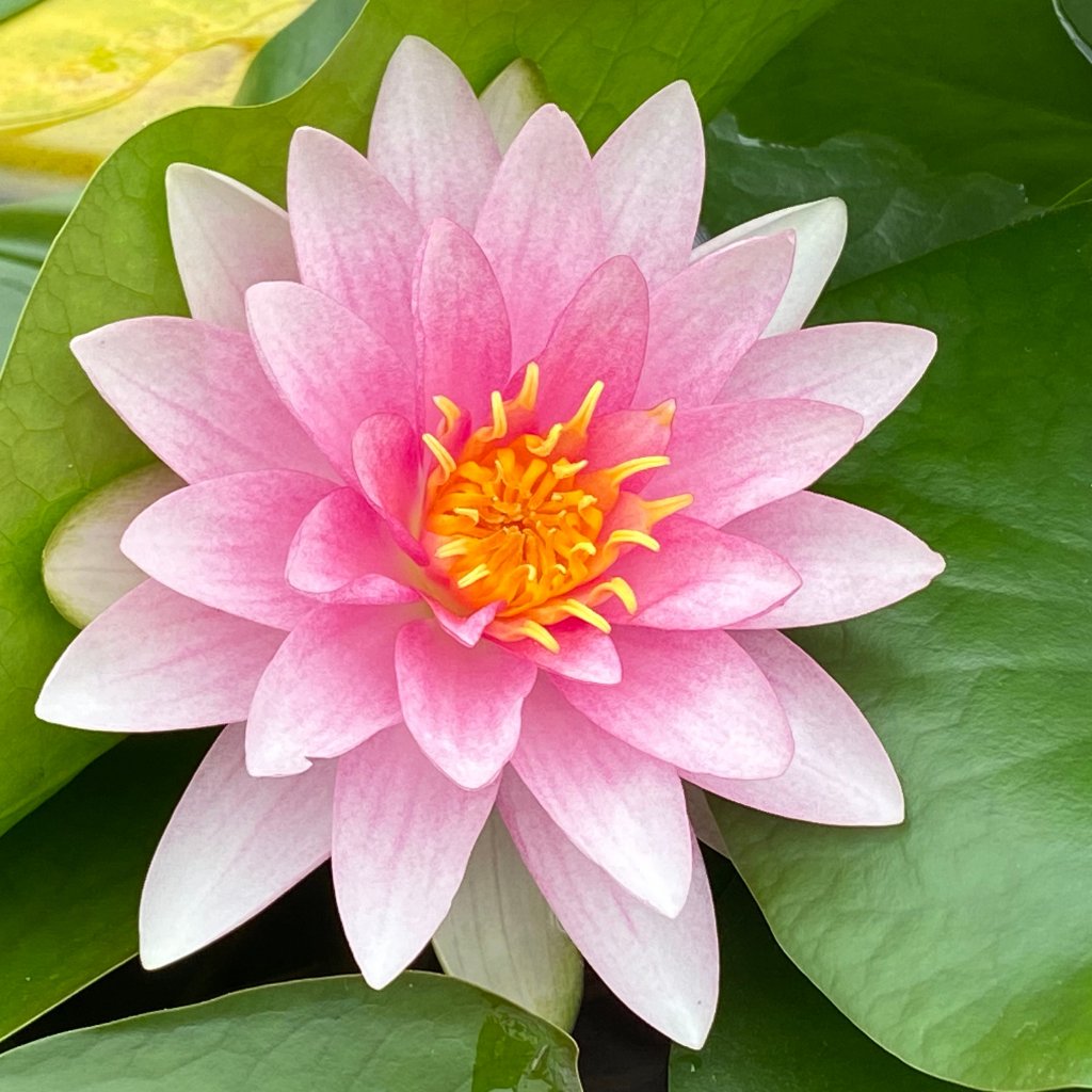 Darwin Pink Waterlily - Plants for Ponds