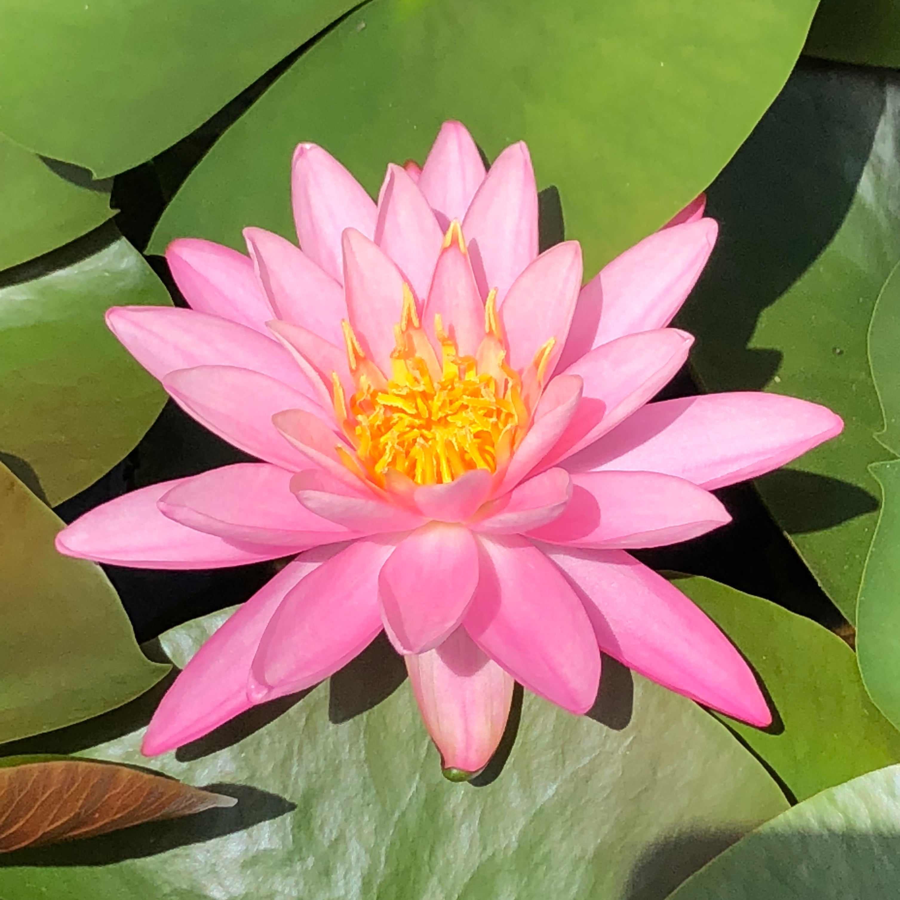 Garden Pond Waterlilies