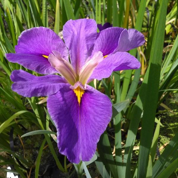 Pond Plants to Attract Pollinators - Plants for Ponds