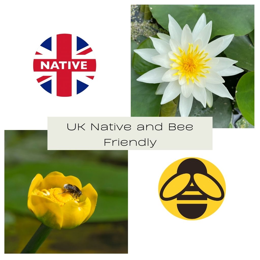 UK Native and Bee Friendly - Plants for Ponds