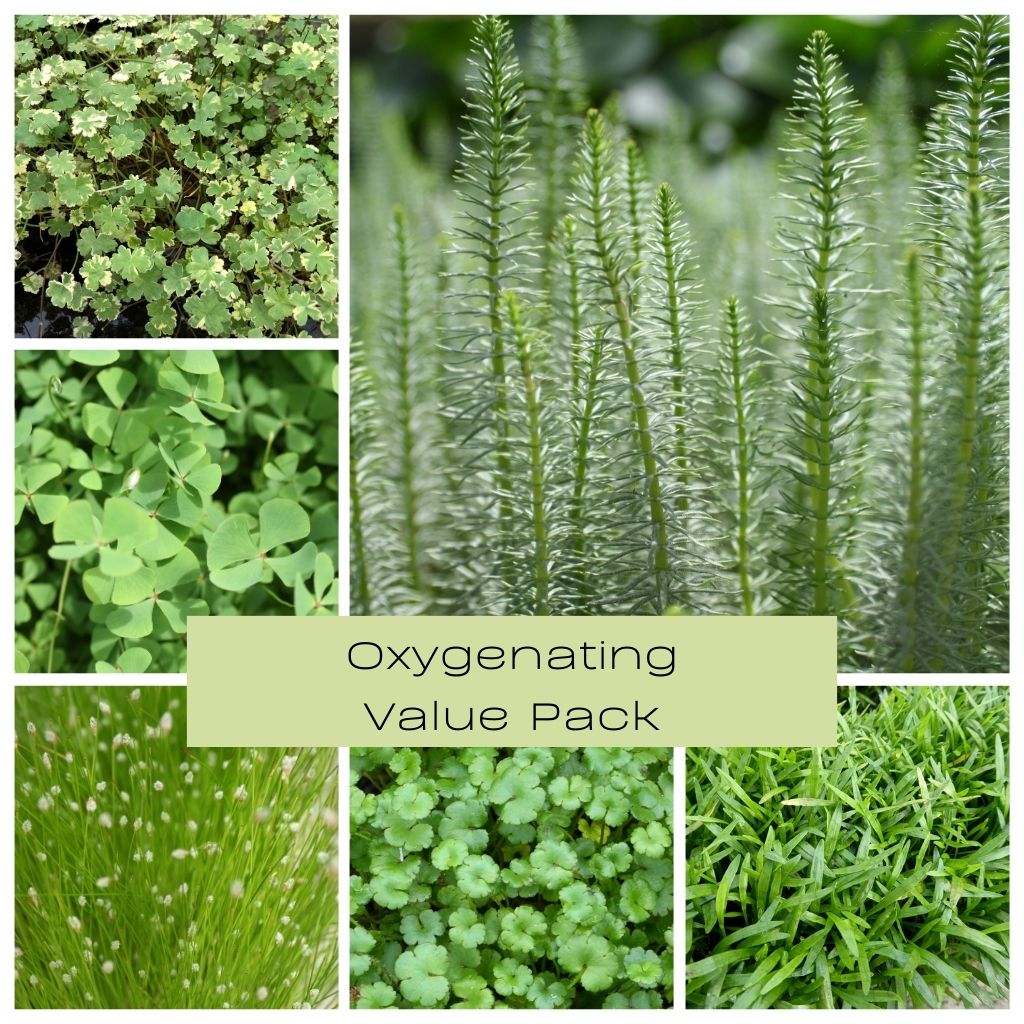 Oxygenator Packs
