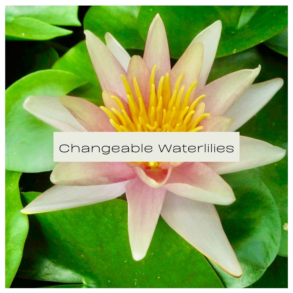 Changeable Waterlily Collection - Plants for Ponds