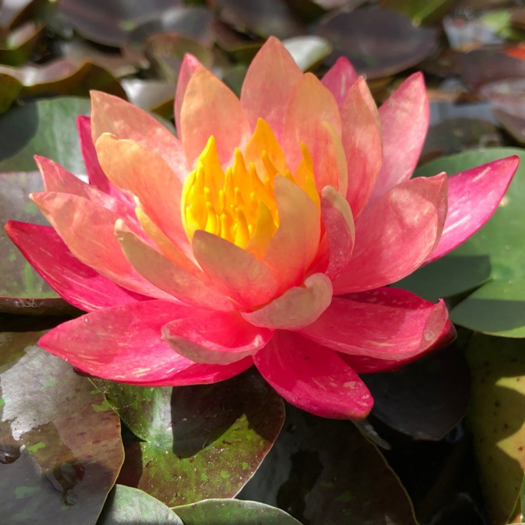 Changeable Water Lily - Plants for ponds