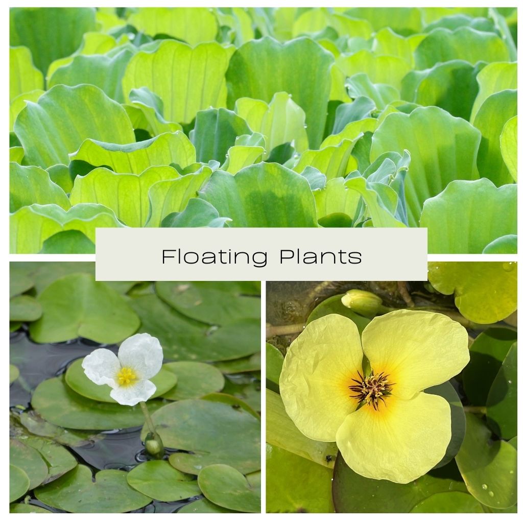 Floating Plants
