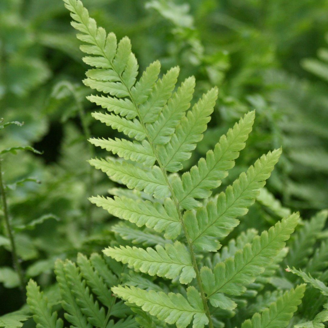Perfect Ferns for Shady Pond Edges