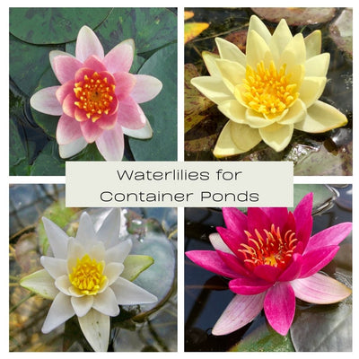 Waterlilies for Container Ponds Collection - Plants for Ponds