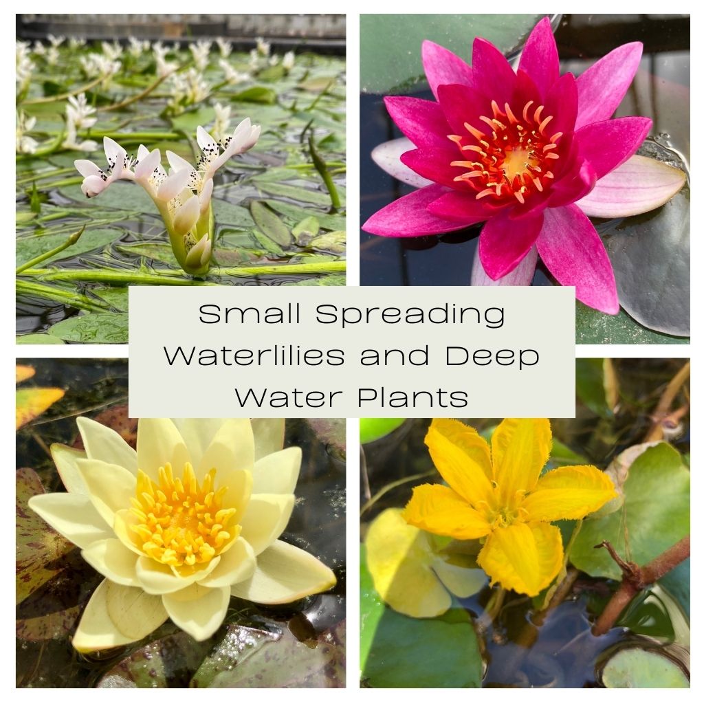 Small Spreading Waterlilies and Deep Water Plants Collection - Plants for Ponds
