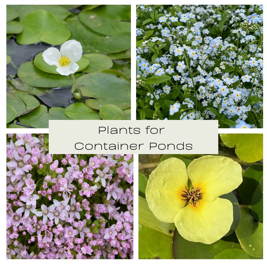 Plants for Container Ponds Collection - Plants for Ponds