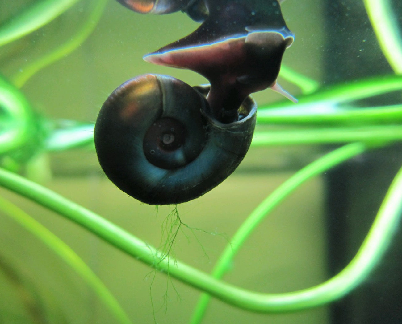 Pond Snails