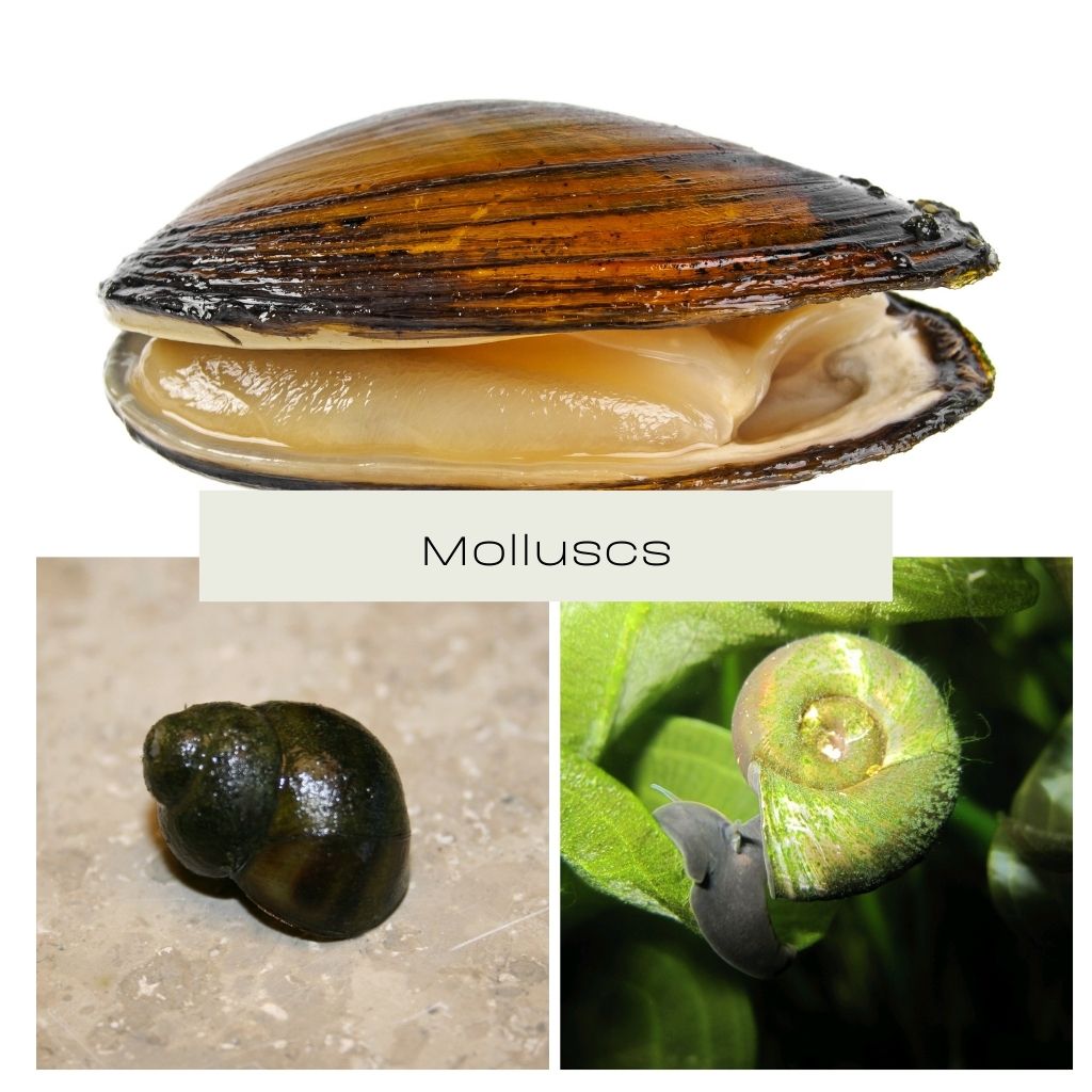 Molluscs