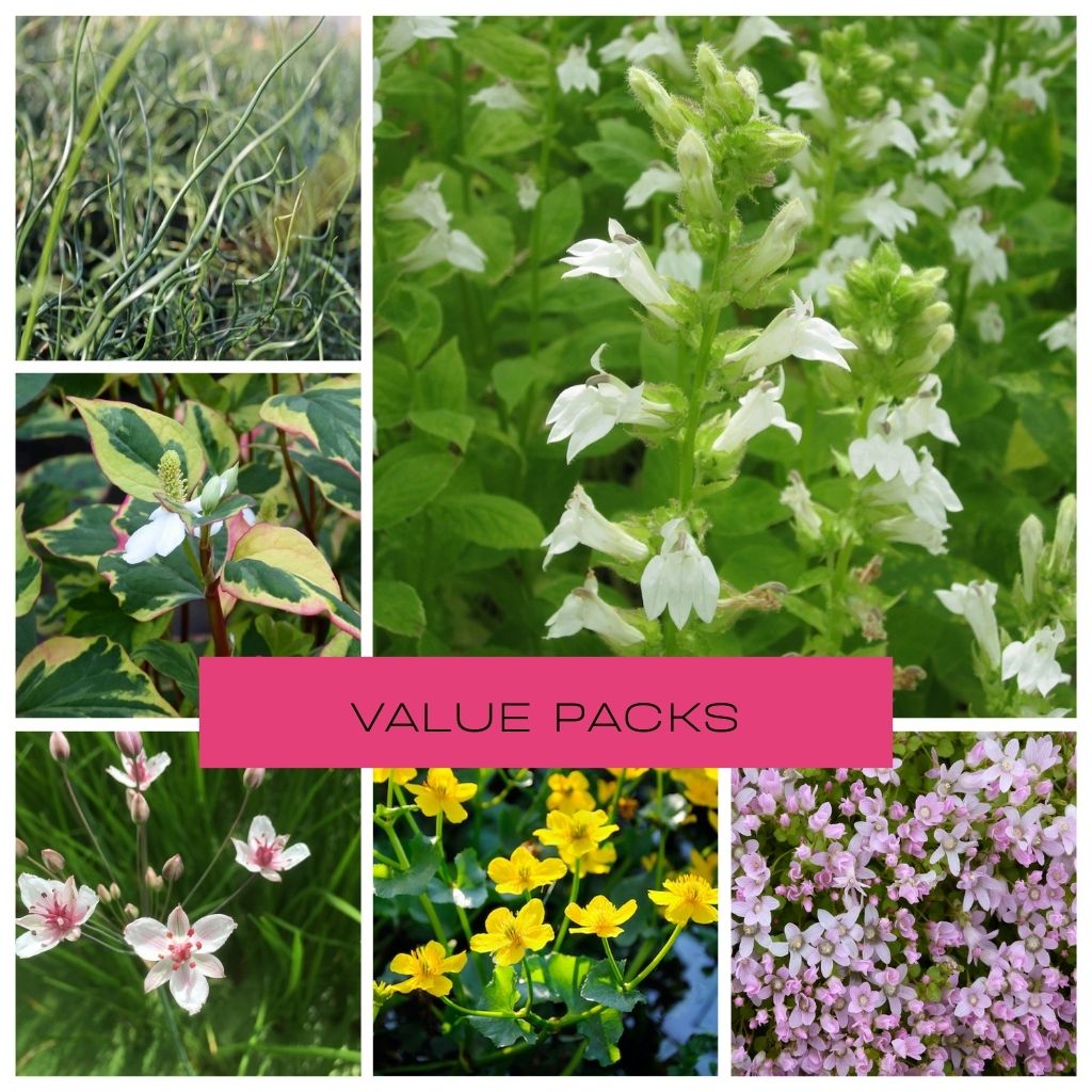 Value Pond Packs - Plants for Ponds