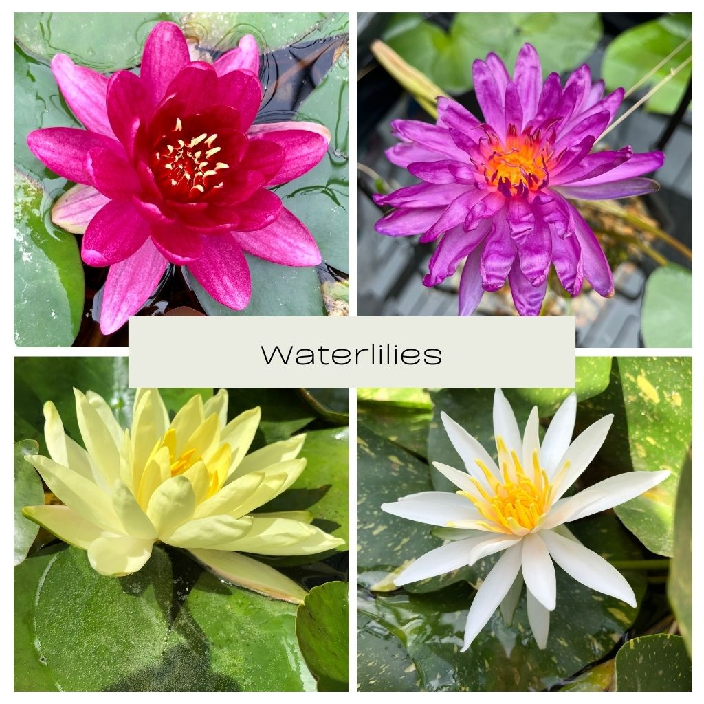 Waterlilies (Nymphaea) Collection - Plants for Ponds