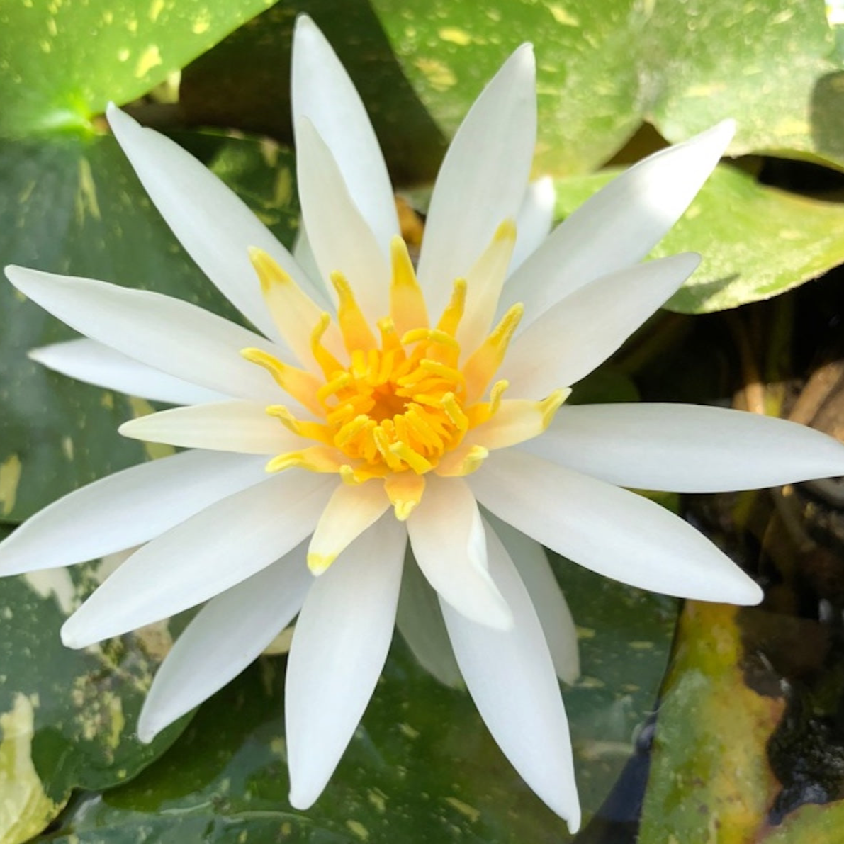 A white water lily, with green leaves speckled with yellow, waterlilies make great pond plants for shading your pond.