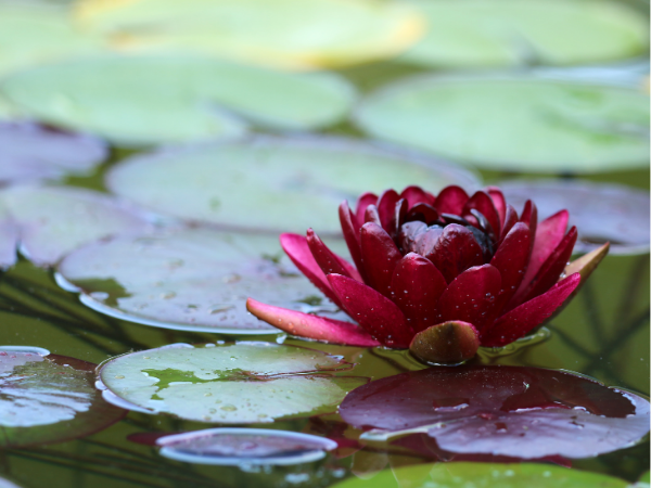 Black Princess waterlily with deep red flowers in a pond