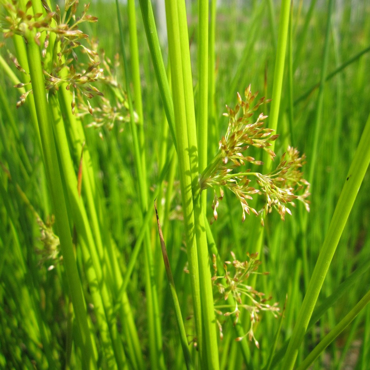 Reed and Rushes - Plants for Ponds