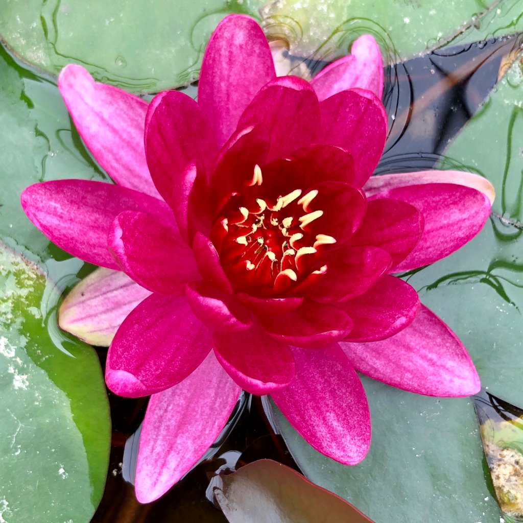 Perry's Baby Red - Small Spreading Waterlily