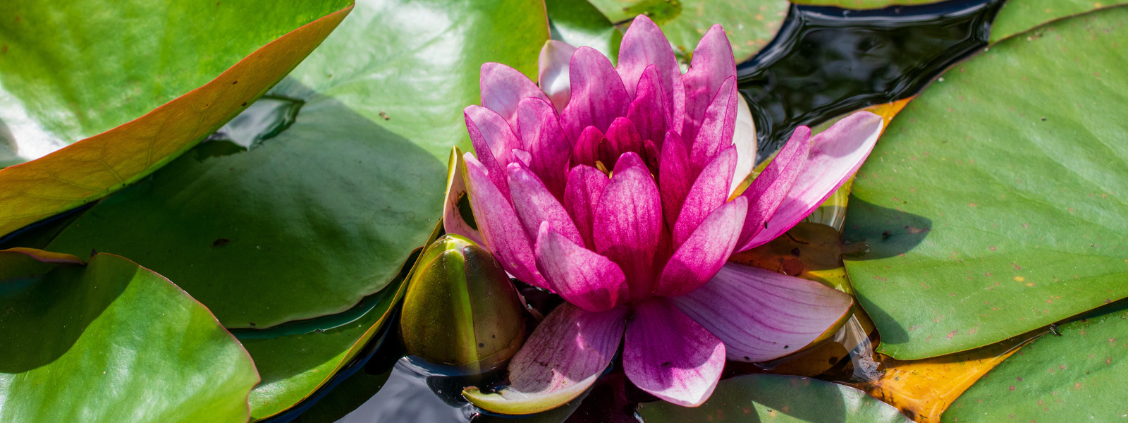 Deep Water and Waterlilies