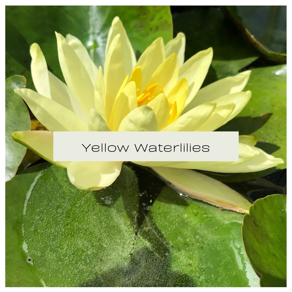Yellow Waterlily Collection - Plants for Ponds