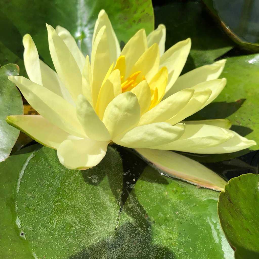 Joey Tomocik Yellow Water lily - Plants for Ponds