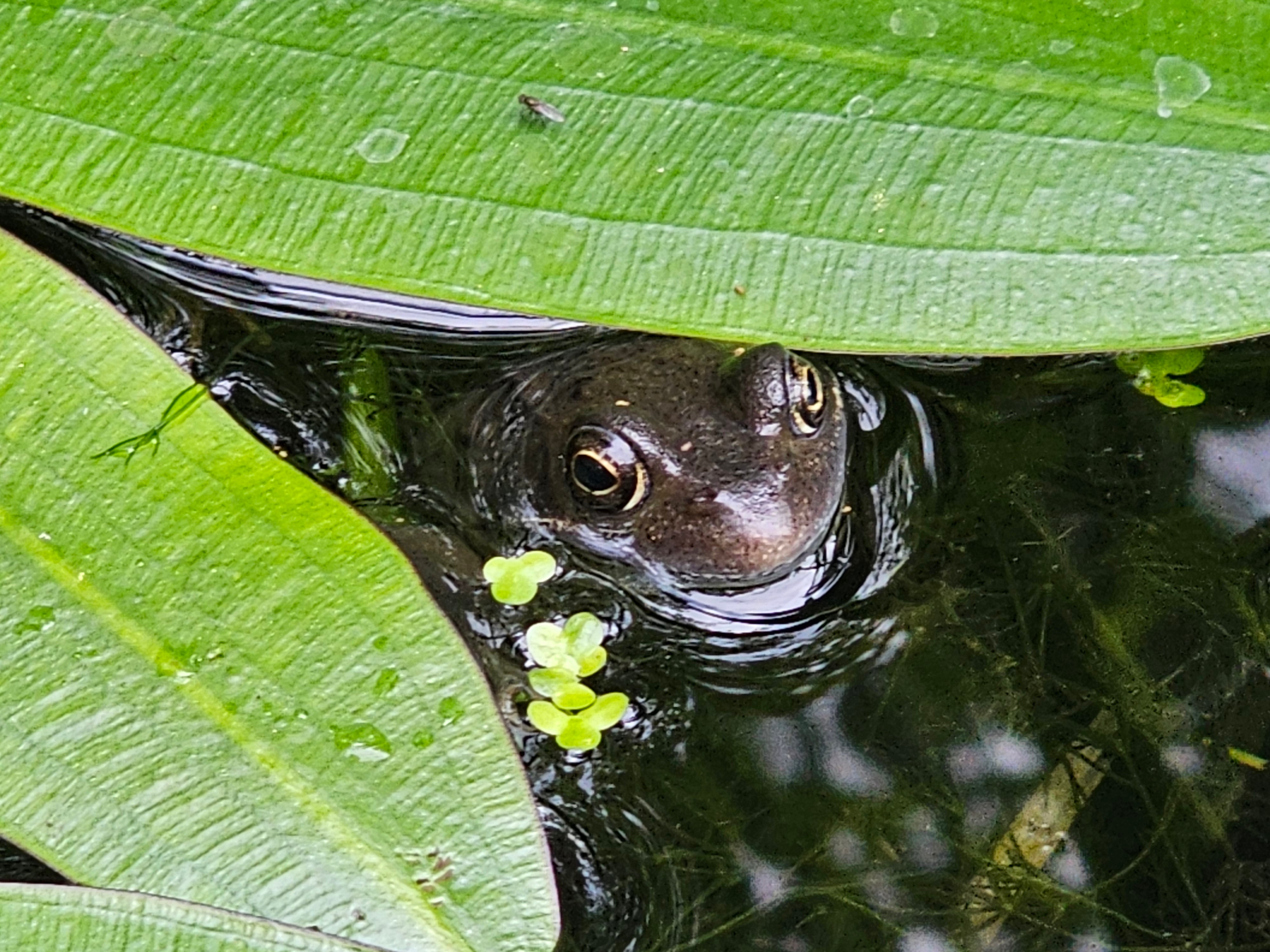 Uk Frog in Garden Pond