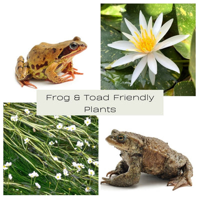 Frog & Toad Friendly Plants - Plants for Ponds