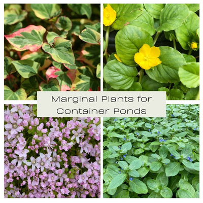Marginals for Container Ponds Collection - Plants for Ponds