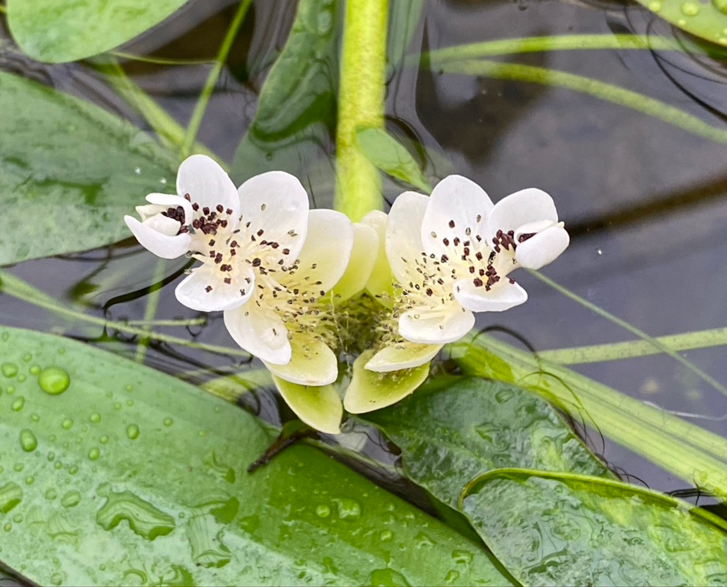 Plants for Shady Ponds