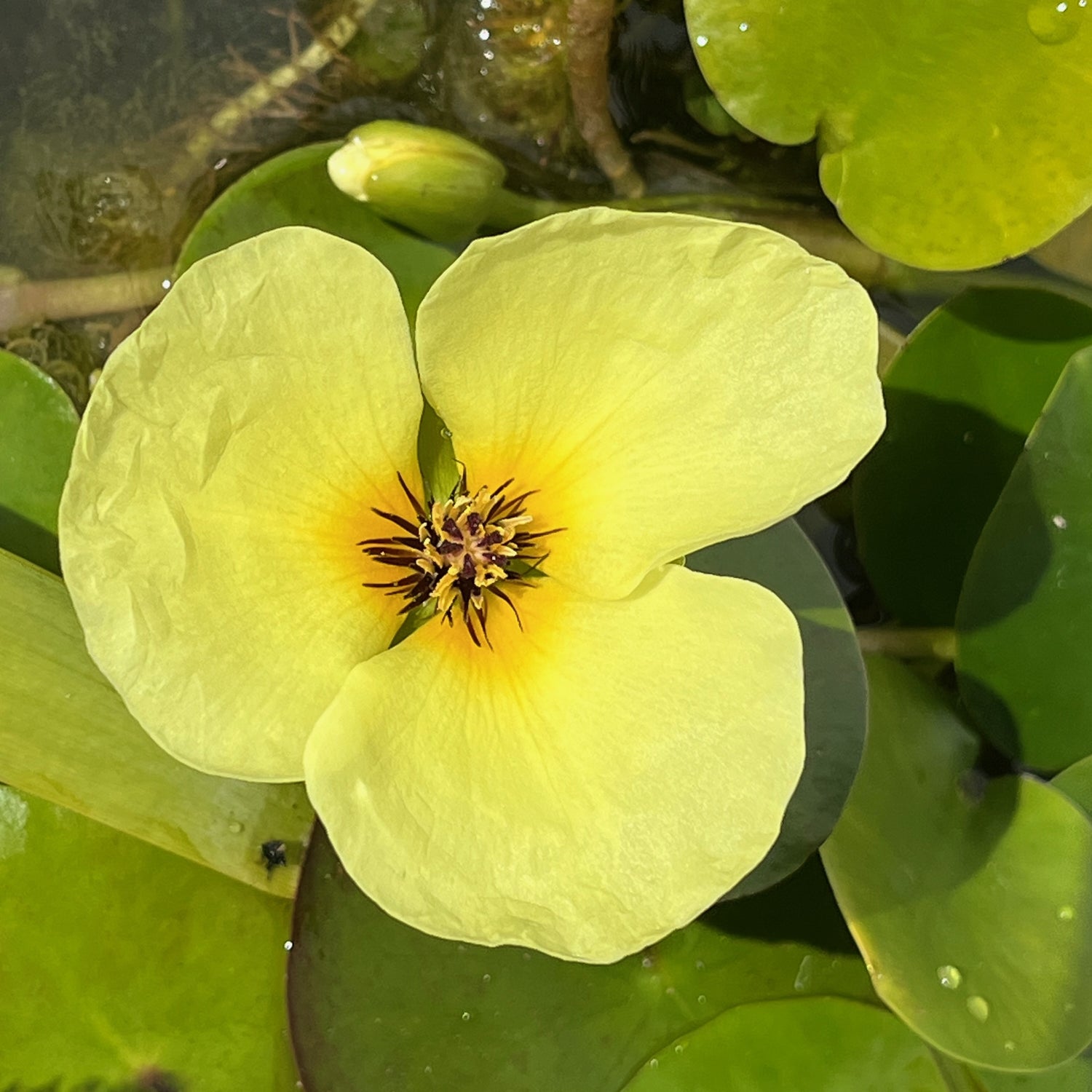 Flowering Floating Plants