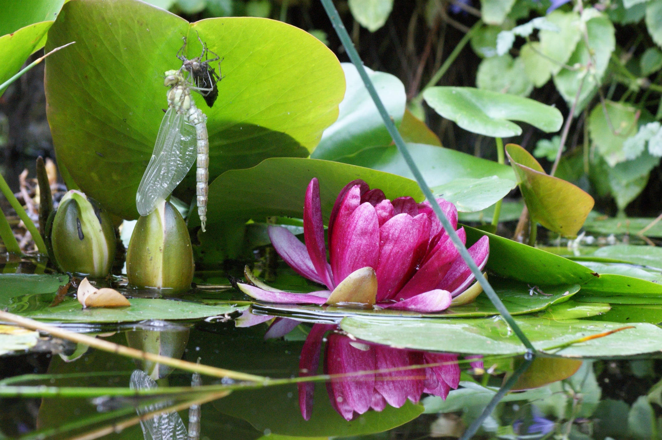 Dragonfly Friendly Pond Plants
