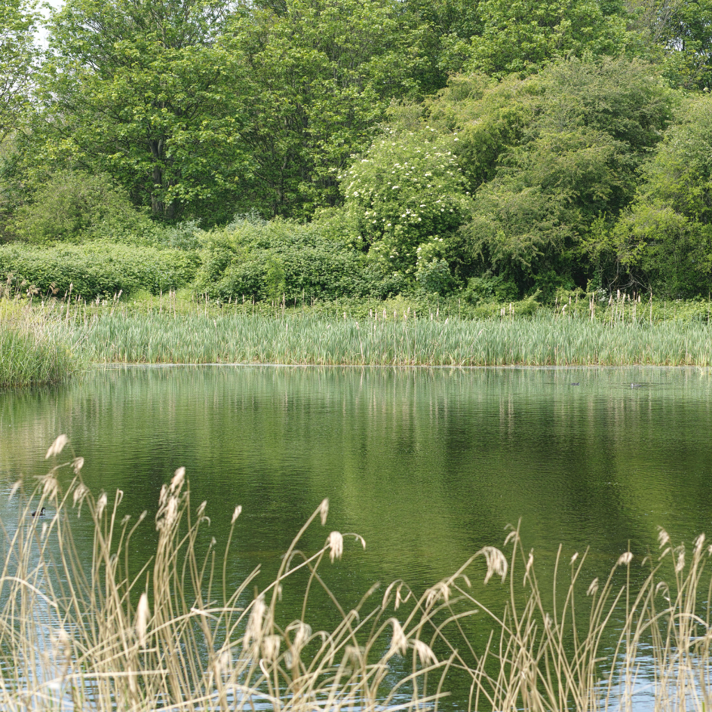 Wetland Native Planting
