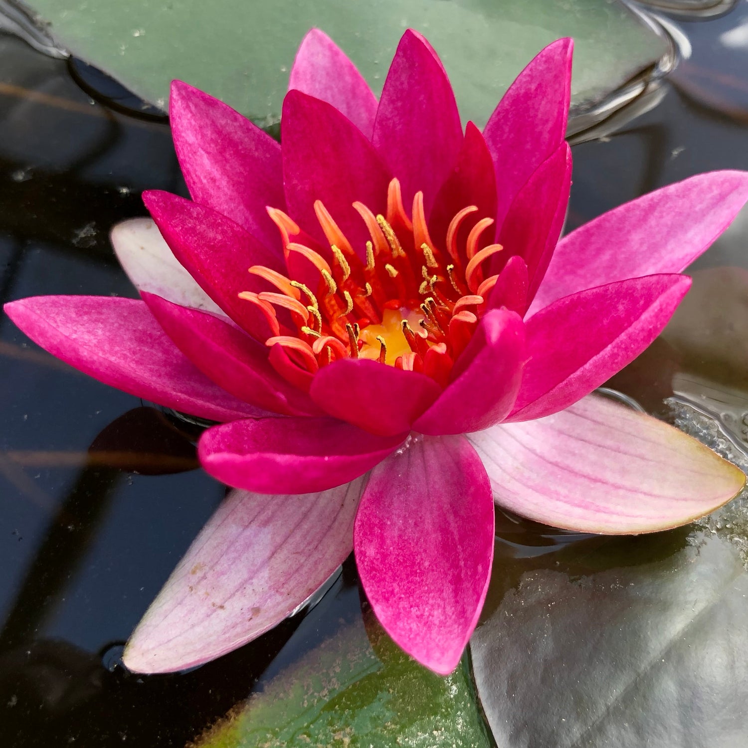 Waterlilies for Small Ponds