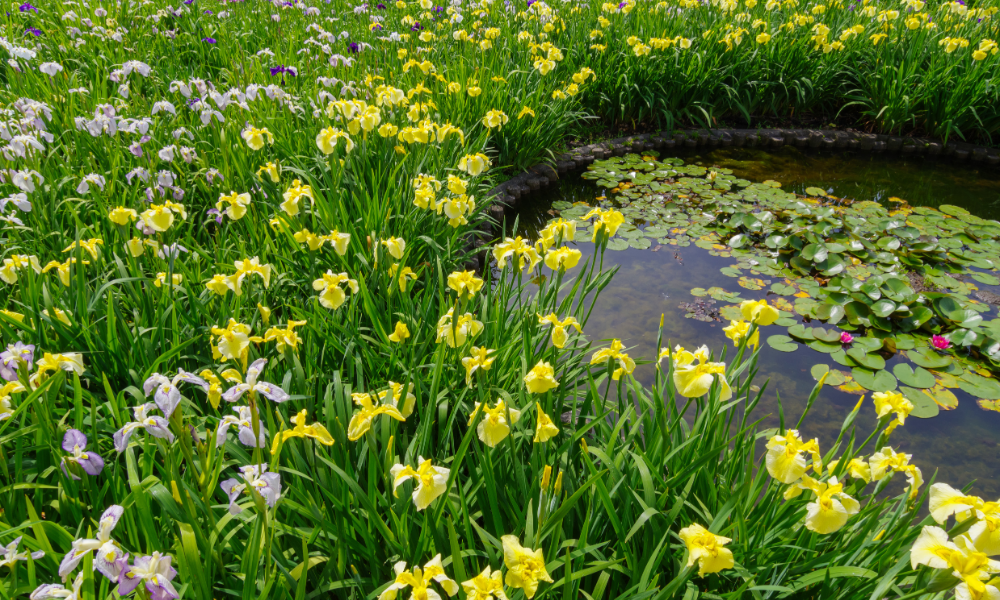 Tall Marginal Plants for Garden Ponds