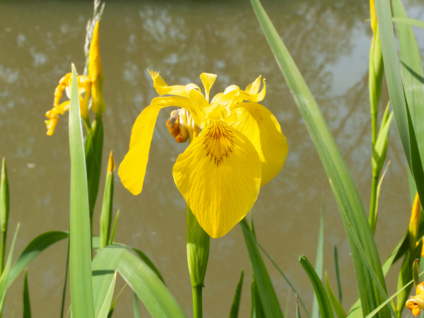 Yellow Flag iris by pond