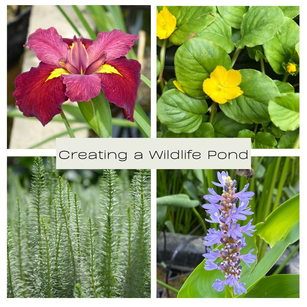 Creating a Wildlife Pond Collection - Plants for Ponds