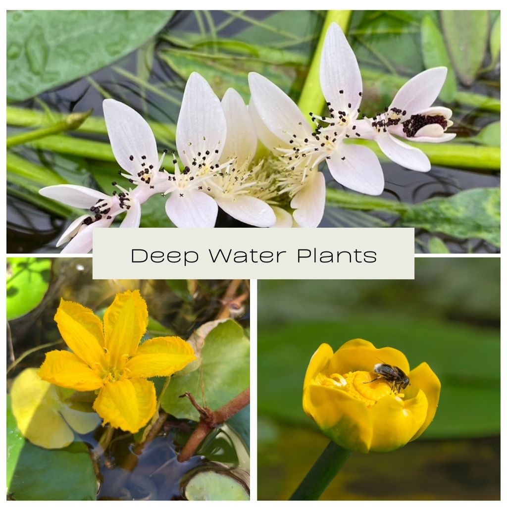 Deep Water Plants for Ponds Limited