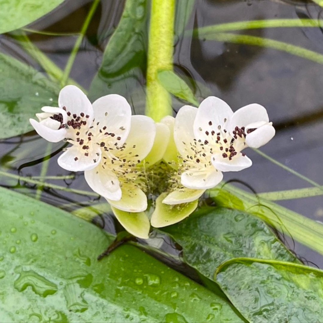 Deep Water Plants - Plants for Ponds