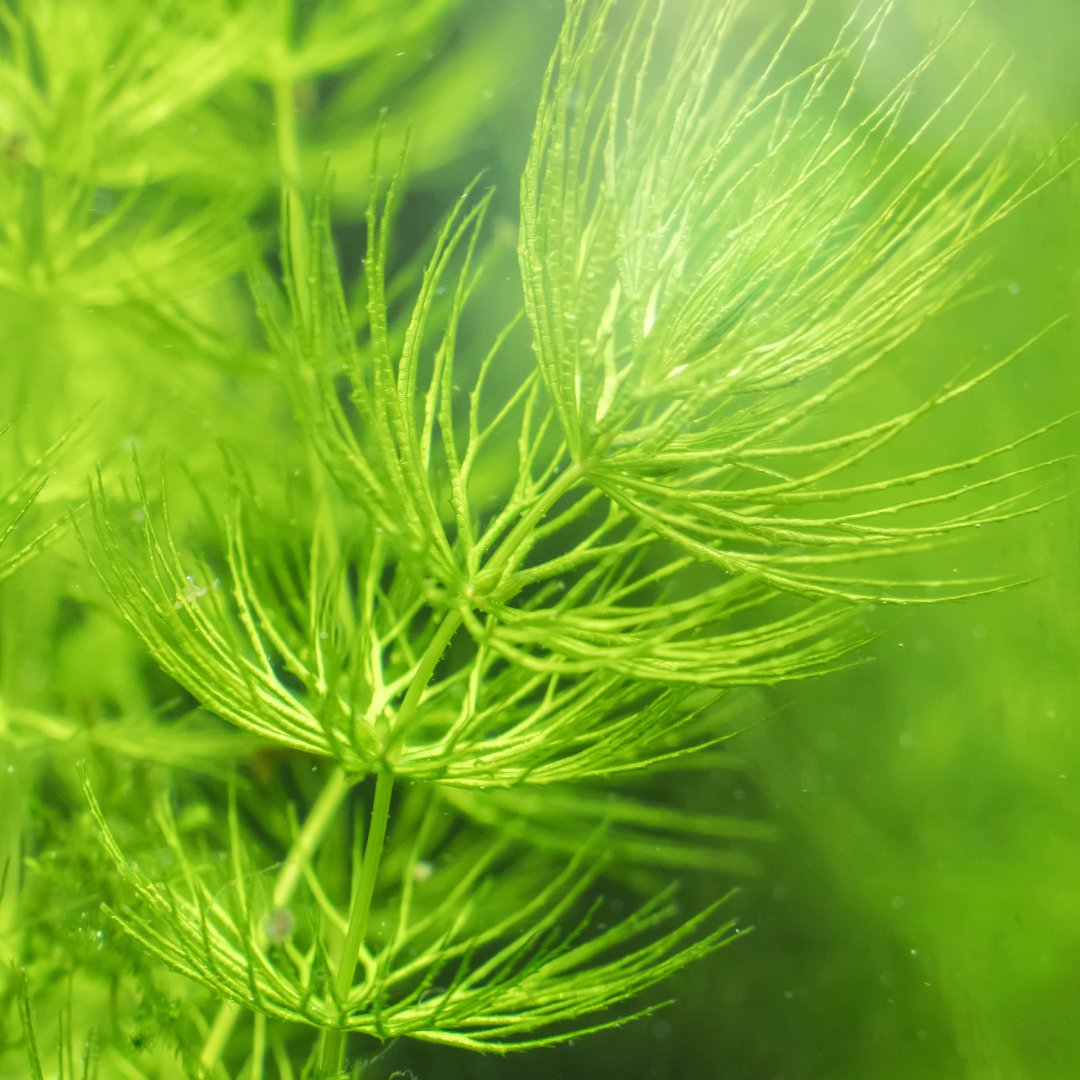 Guide To Oxygenating Pond Plants | World Of Water