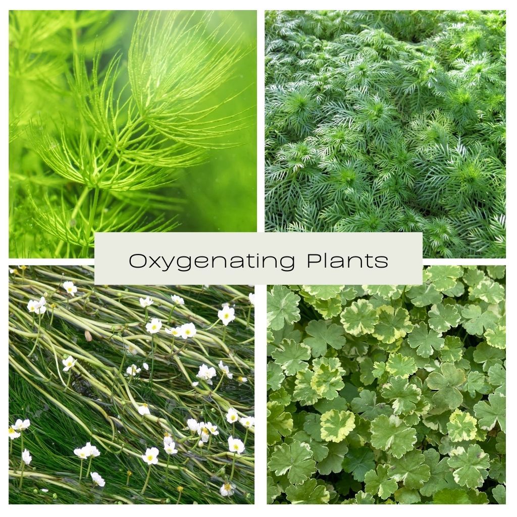 Oxygenating Plants - Plants for Ponds