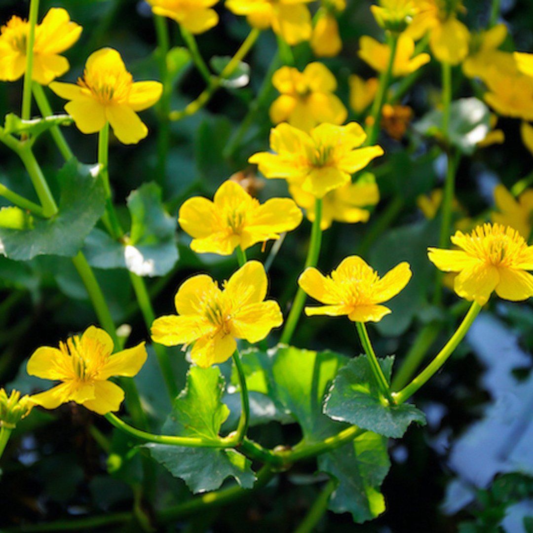 Marsh Marigold marginal pond plant growing at pond edge