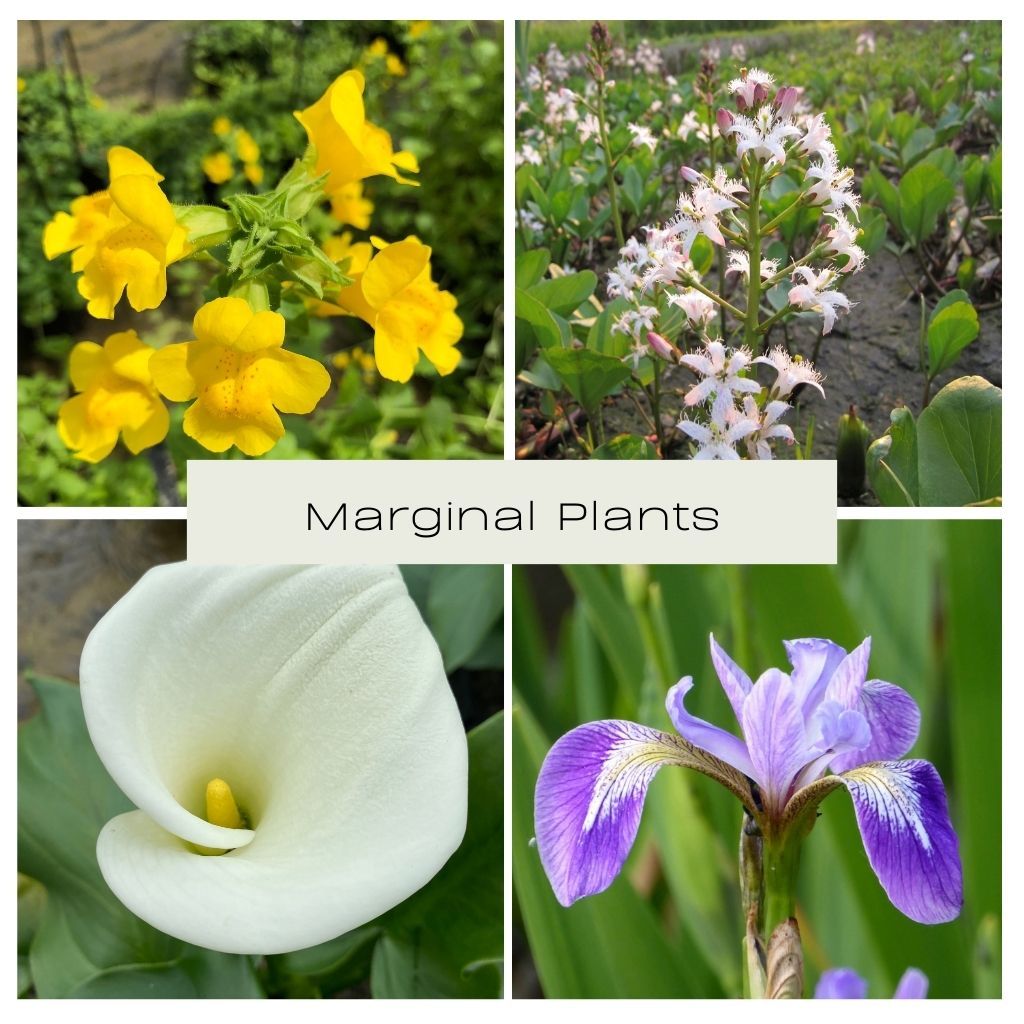 Marginal Plant Collection - Plants for Ponds