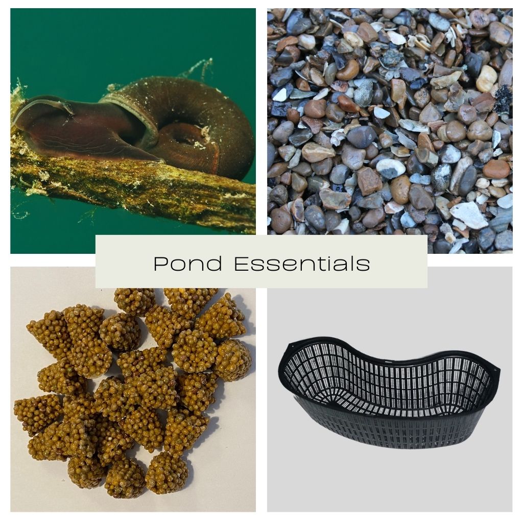 Pond Essentials