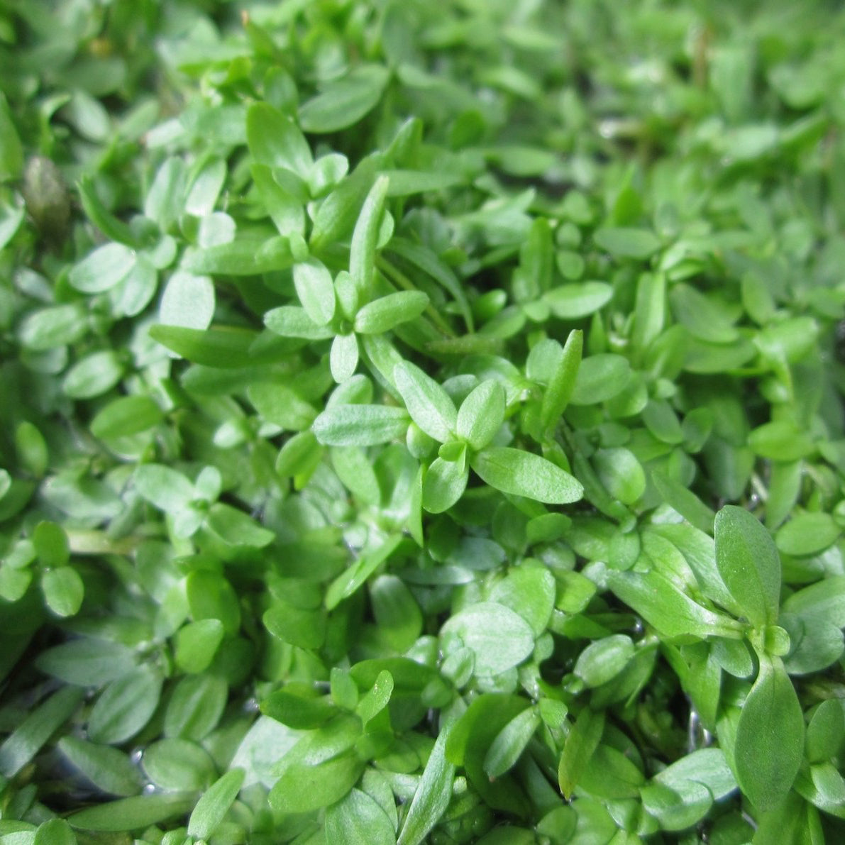 Starwort - Plants to Encourage Newts to your Pond