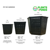 Water Avens | Geum rivale