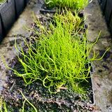 Pepper Grass | Pilularia globulifera