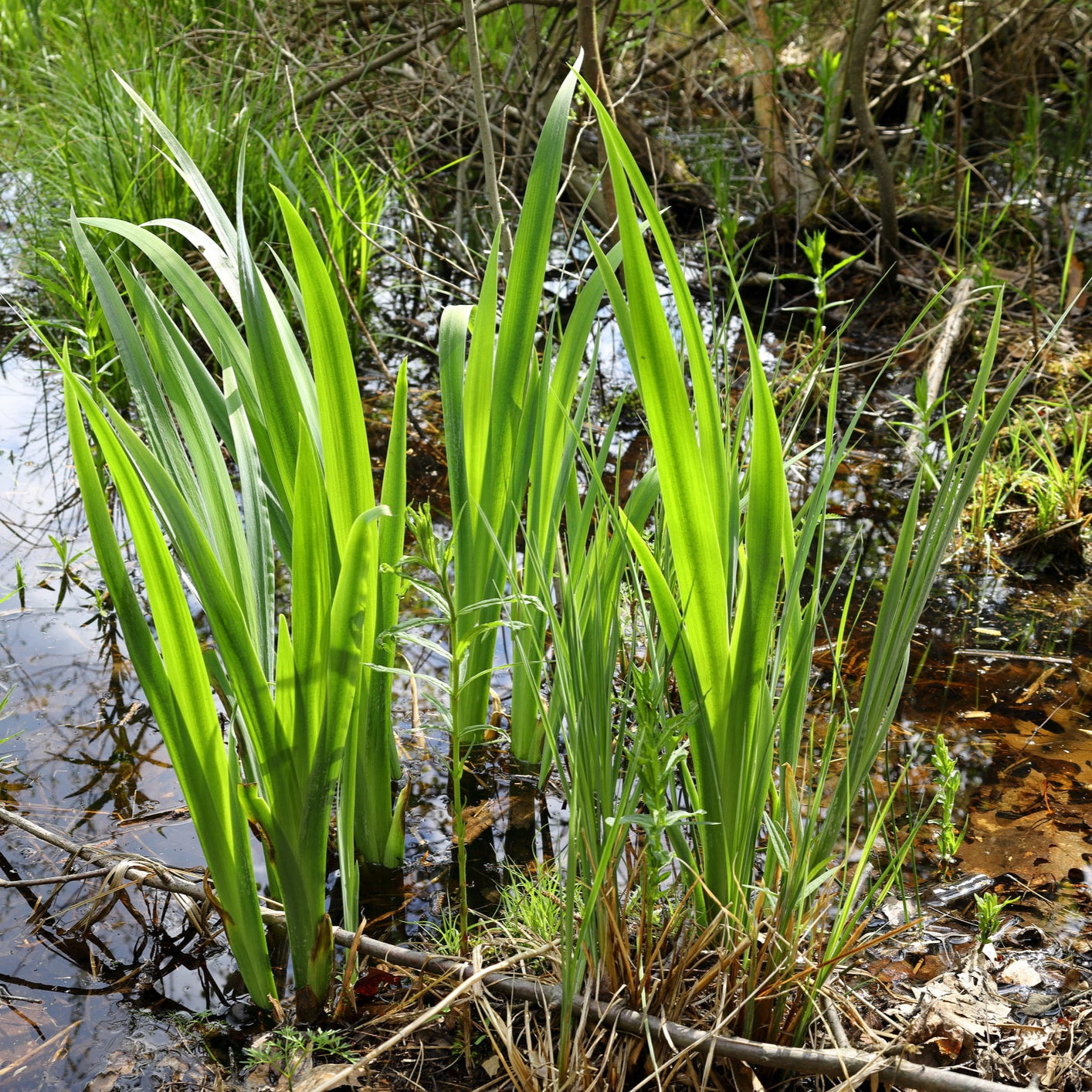 Acorus_calamus_sweet_flag_in_pond - Plants for Ponds